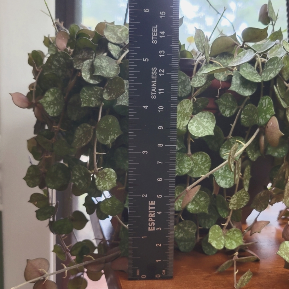 Hoya Curtisii Cuttings - Unrooted - 4 multi node cuttings